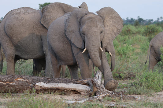 Elephant News from Botswana